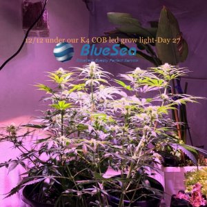 bluesea cob led grow light MJ grow