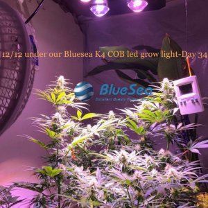 bluesea cob led grow light MJ grow