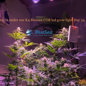 bluesea cob led grow light MJ grow