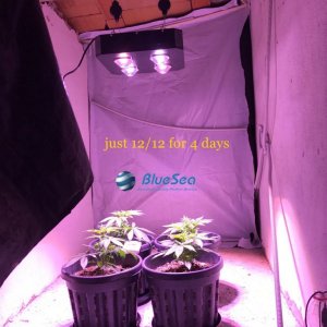 bluesea cob led grow light MJ grow