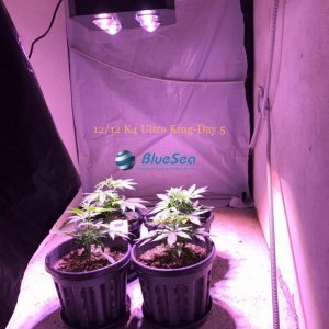 bluesea cob led grow light MJ grow