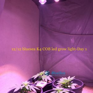 bluesea cob led grow light MJ grow