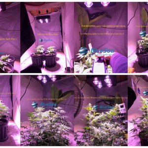 bluesea cob led grow light MJ grow