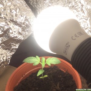 First grow