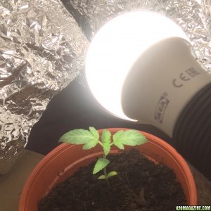 First grow