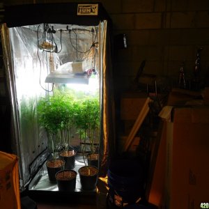 3x3 Grow Tent