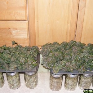 4 strains ready for oil