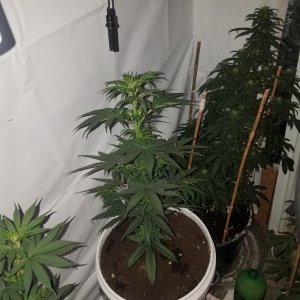 P kush feminized  (organic)