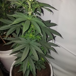 P kush feminized (organic)