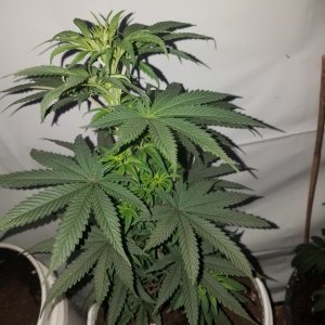 Purple kush feminized  (organic)