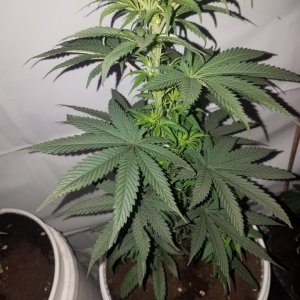 Purple kush feminized  (organic)