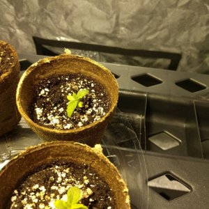 Seedlings at 2 weeks