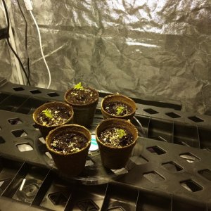 Seedlings at 2 weeks