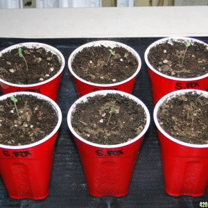 Silver Fox Seedlings-Day 5-2/14/17