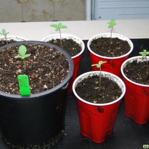 Jilly Bean Seedlings-Days 7-10-2/14/17