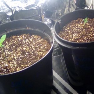 first grow