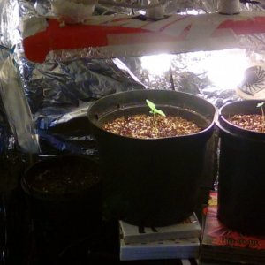 first grow