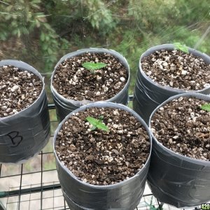 Moonshine first grow