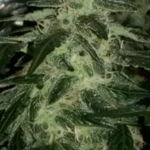 Sweet Tooth Bud Day 66 02-15-17