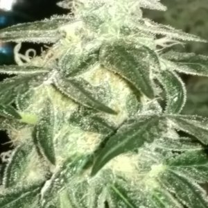 Sweet Tooth Bud Day 66 02-15-17