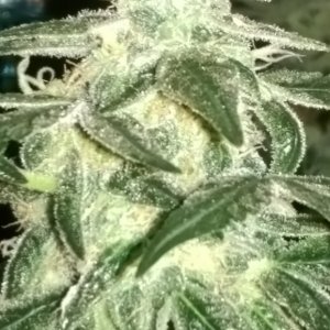 Sweet Tooth Bud Day 66 02-15-17