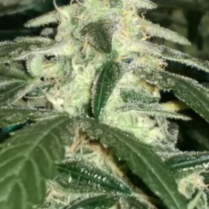 Sweet Tooth Bud Day 66 02-15-17