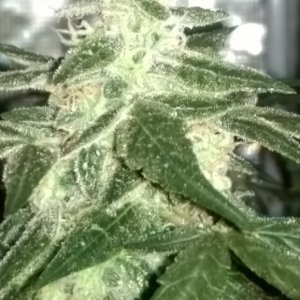 Sweet Tooth Bud Day 66 02-15-17