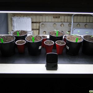 2017 Legal Indoor/Outdoor Grow-Transplant Day-2/15/17