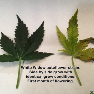 White Widow auto grow anomoly