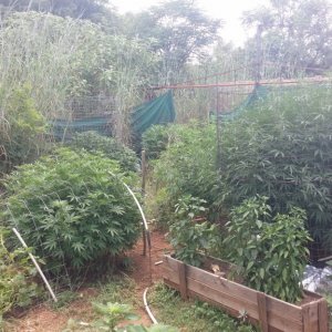 Summer grow