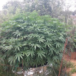 Summer grow