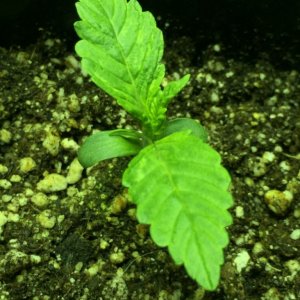 Seedling