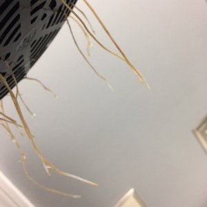 Hydro_Root_Rot_7