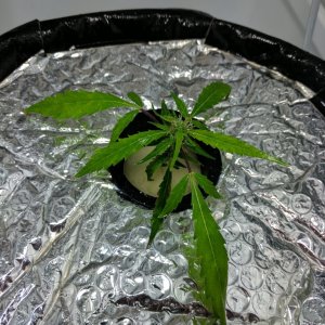 Sativa clone