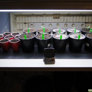 2017 Legal Multi-Strain Grow-Transplant Day-2/15/17