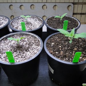 2017 Legal Multi-Strain Grow-Transplant Day-2/15/17