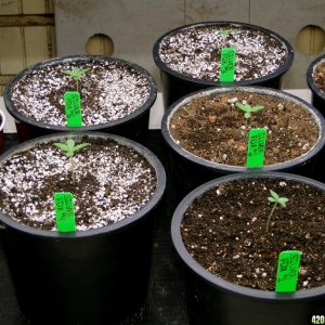 2017 Legal Multi-Strain Grow-Transplant Day-2/17/17