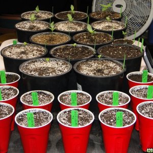 G.D.P. x AK-47 Seeds-Day 1 of Planting-2/18/17