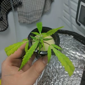 Sativa Clone