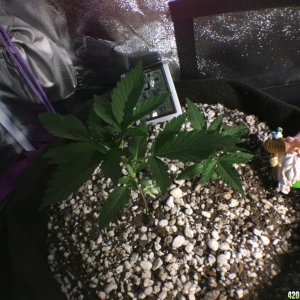 Moonshine first grow