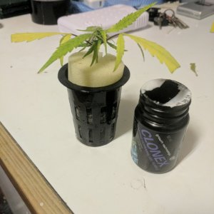 Sativa Clone