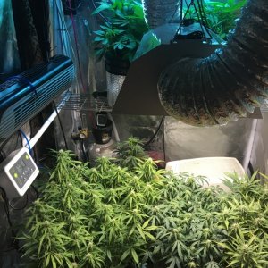 Various grow stuff