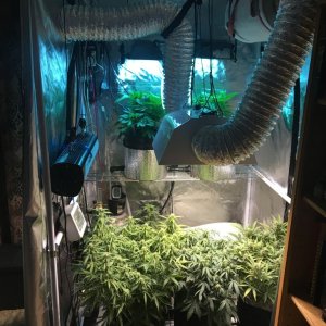 Various grow stuff