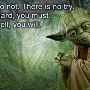 Yoda study hard