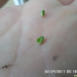 Cut open seeds?