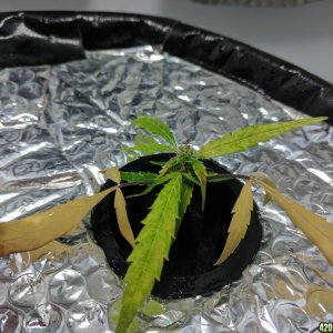 Sativa Clone