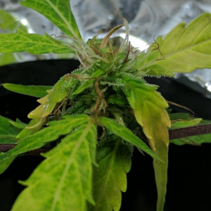 Sativa Clone