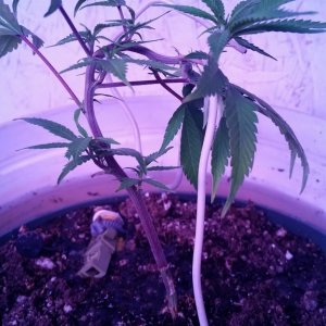 AK47 clone