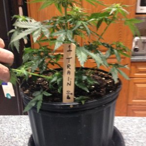 Indoor Auto Grow