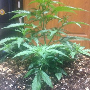 Indoor Auto Grow